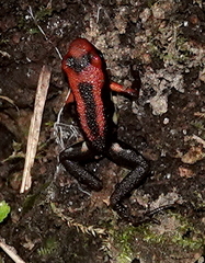 Cauca Poison Frog photo 5