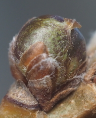 Neuroterus vesicula