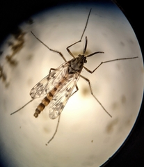 Psectrotanypus dyari