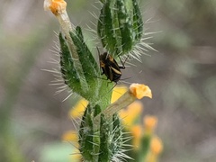 Plagiognathus moerens