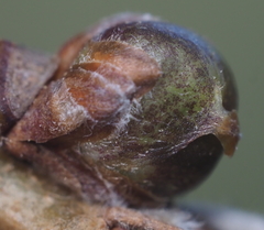 Neuroterus vesicula