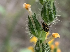 Plagiognathus moerens