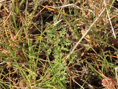 Lomatium canbyi