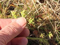Lomatium canbyi