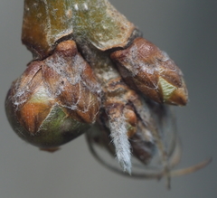 Neuroterus vesicula