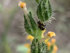 Plagiognathus moerens