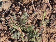 Lomatium canbyi