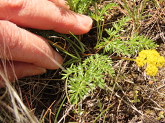Lomatium cous