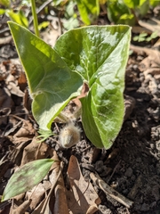 Asarum canadense