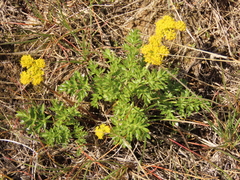 Lomatium cous