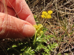 Lomatium cous