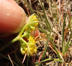 Lomatium cous