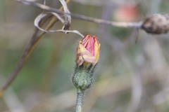 Pyrausta sanguinalis