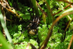 Diapontia uruguayensis