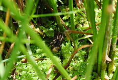 Diapontia uruguayensis