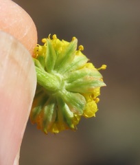 Lomatium cous