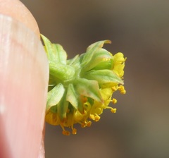 Lomatium cous