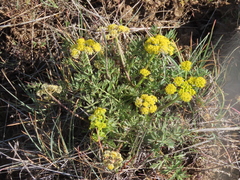 Lomatium cous