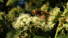 Montezumia ferruginea