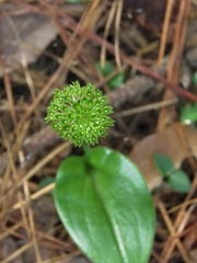 Image of Malaxis unifolia