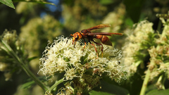 Montezumia ferruginea
