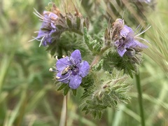 Conanthalictus bakeri