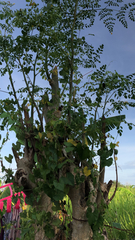 Moringa oleifera