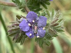 Conanthalictus bakeri