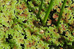 Diapontia uruguayensis