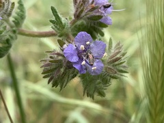 Conanthalictus bakeri