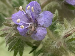 Conanthalictus bakeri