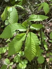 Castanea ozarkensis