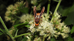 Montezumia ferruginea