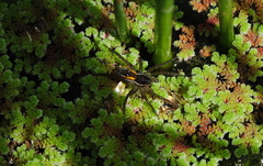 Diapontia uruguayensis