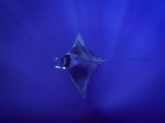 Mobula mobular