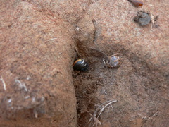 Latrodectus renivulvatus