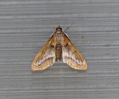 Diaphania fumosalis