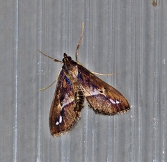 Diaphania fumosalis