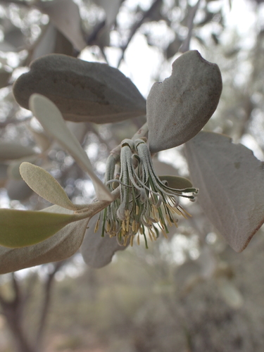 Green Mistletoe