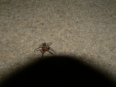 Vidole sothoana
