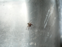 Vidole sothoana