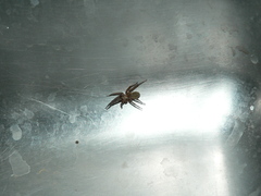 Vidole sothoana