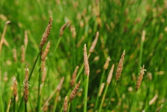 Eleocharis elegans