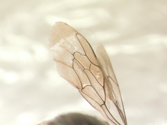 Hoplitis