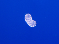 Collozoum inerme