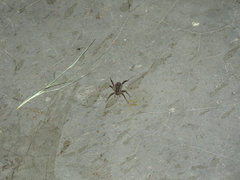 Hogna transvaalica