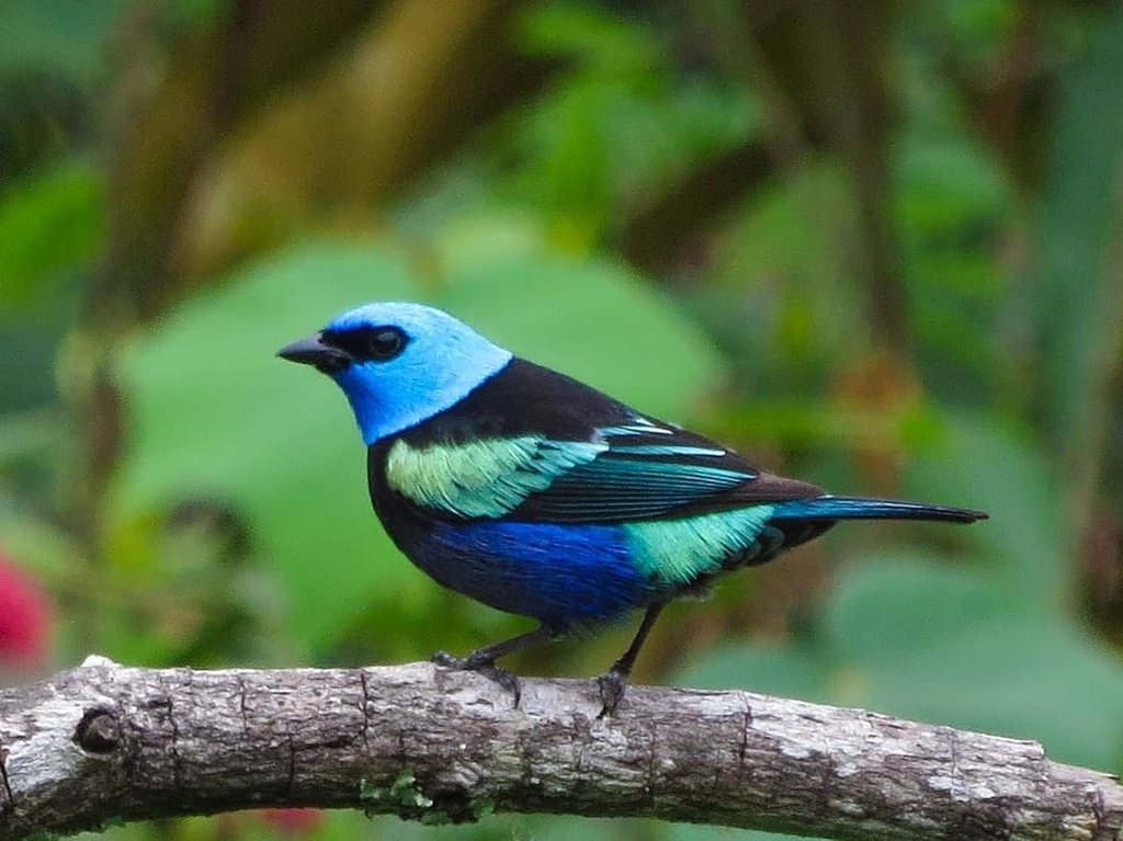 Blue-necked Tanager (Stilpnia cyanicollis) photo