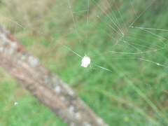 Araneus apricus