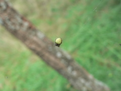 Araneus apricus
