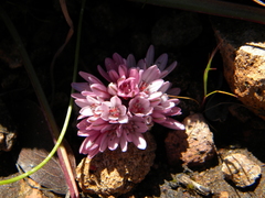 Allium cratericola